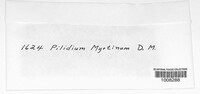 Pilidium myrtinum image